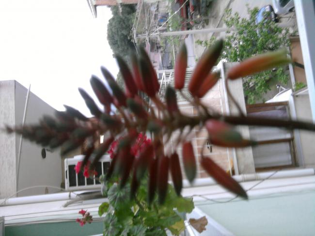 Name:  Fotoraf0702.jpg
Views: 2383
Size:  40.5 KB