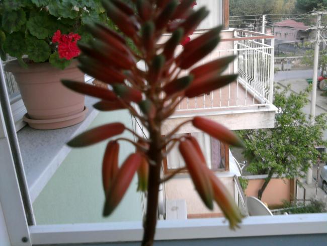 Name:  Fotoraf0720.jpg
Views: 2347
Size:  47.0 KB