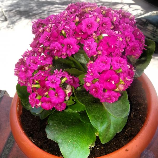 Name:  mobill foto 872.jpg
Views: 1400
Size:  71.1 KB