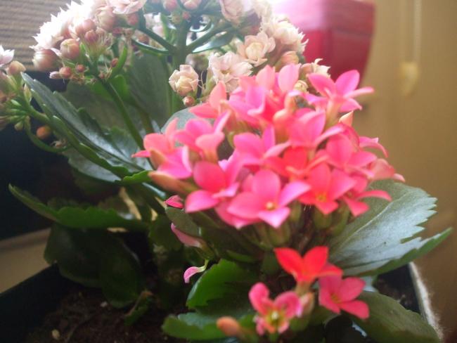 Name:  DSCF1798.jpg
Views: 1265
Size:  38.7 KB