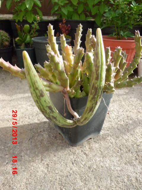 Name:  CIMG4192.jpg
Views: 37726
Size:  56.9 KB