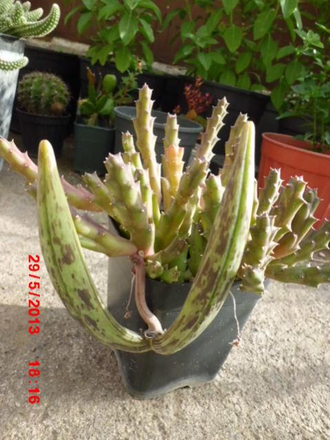 Name:  CIMG4193.jpg
Views: 38741
Size:  55.4 KB
