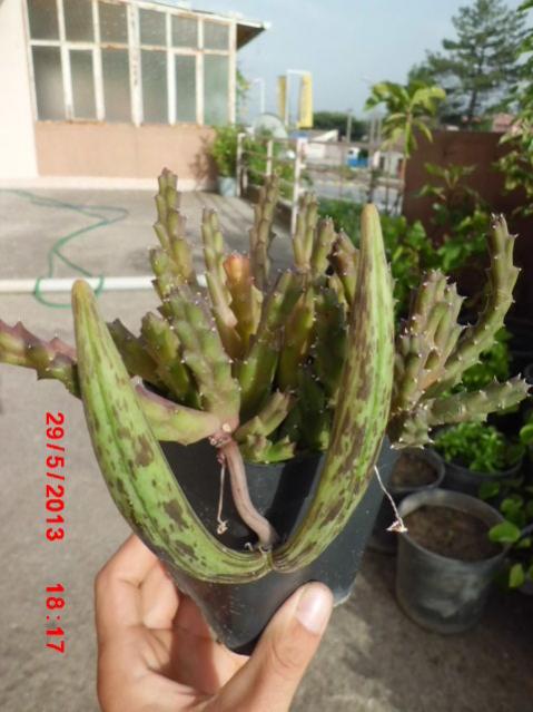 Name:  CIMG4194.jpg
Views: 37612
Size:  44.5 KB