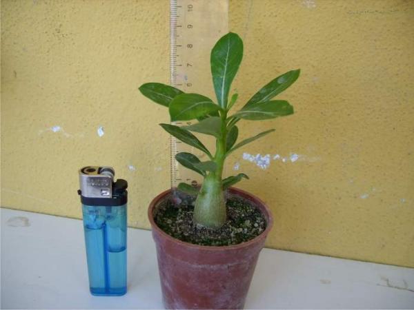Name:  adenium 1.jpg
Views: 3799
Size:  29.7 KB