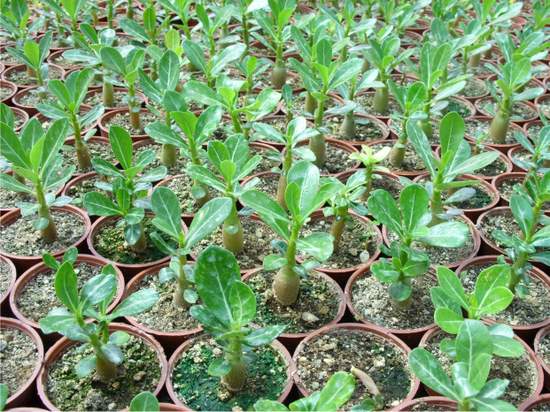 Name:  adenium 2.jpg
Views: 3921
Size:  62.1 KB