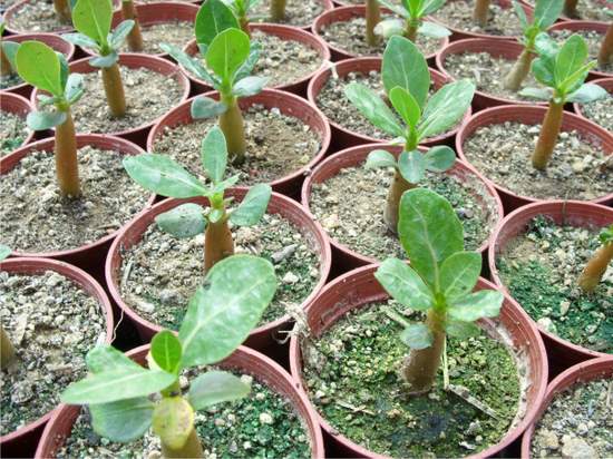 Name:  adenium 3.jpg
Views: 3992
Size:  58.1 KB
