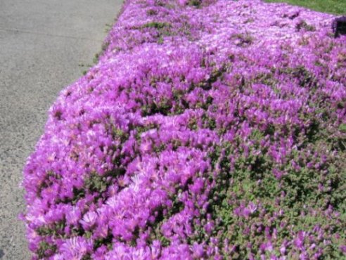 Name:  succulent1.jpg
Views: 63402
Size:  60.3 KB