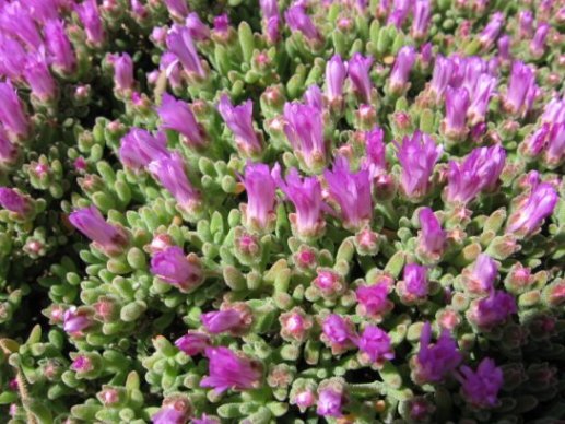 Name:  succulent2.jpg
Views: 61965
Size:  64.1 KB