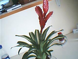 Name:  vresia.jpg
Views: 31165
Size:  13.6 KB