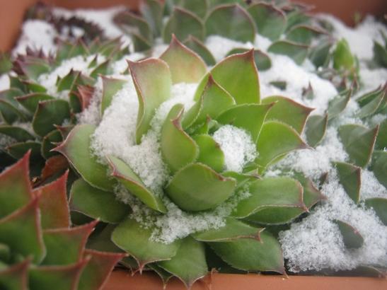 Name:  sempervivum.jpg
Views: 1769
Size:  33.0 KB