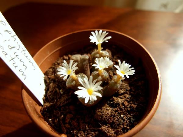 Name:  Conophytum pellucidum cupreatum2.jpg
Views: 1150
Size:  35.5 KB