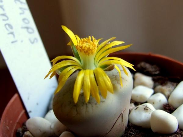 Name:  Lithops meyeri1.jpg
Views: 1154
Size:  28.2 KB