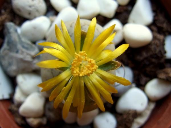 Name:  Lithops Meyeri 2.jpg
Views: 1179
Size:  31.4 KB