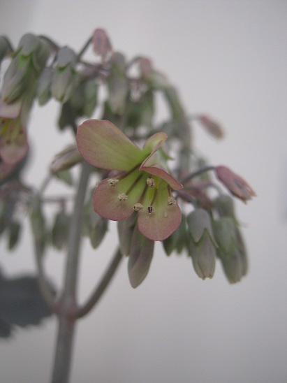 Name:  kalanchoe daigremontiana.jpg
Views: 2969
Size:  60.4 KB