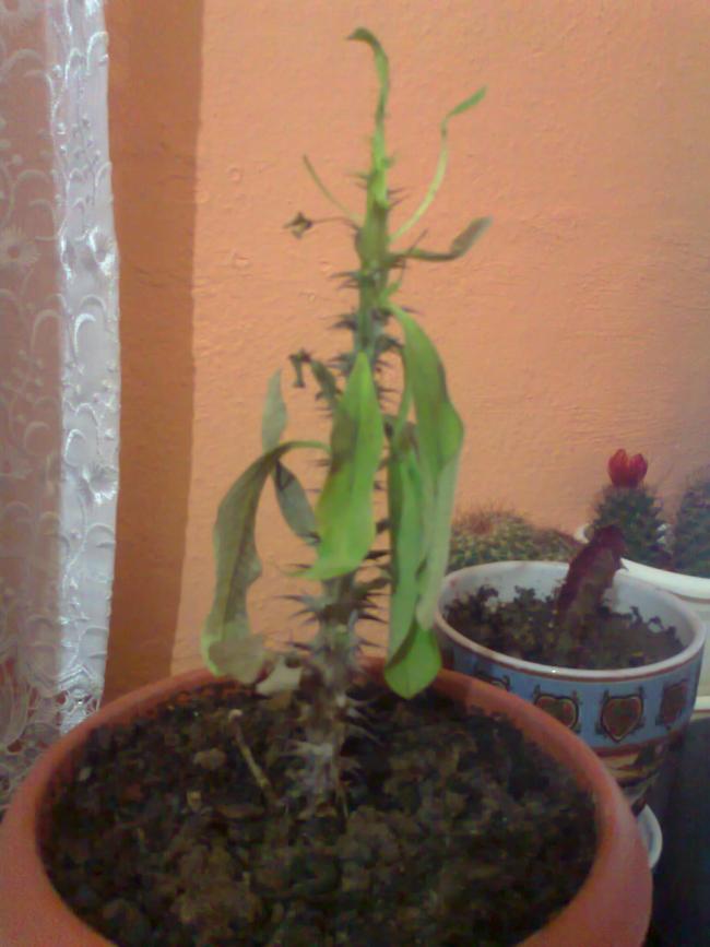 Name:  Fotoraf1279.jpg
Views: 1701
Size:  50.2 KB