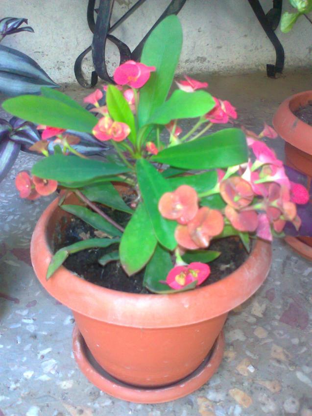 Name:  Fotoraf0387.jpg
Views: 1758
Size:  70.6 KB