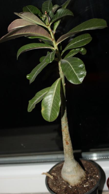 Name:  IMG_6235.jpg
Views: 1321
Size:  32.3 KB