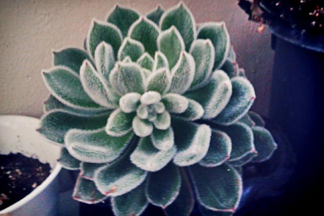 Name:  1796675_592214764203741_1799219080_n.jpg
Views: 2493
Size:  39.3 KB