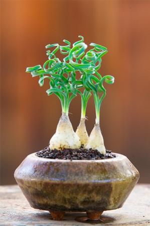 Name:  PP-Albuca-Concordiana.jpg
Views: 6515
Size:  19.5 KB