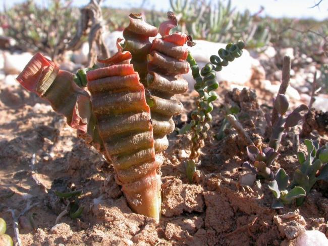 Name:  Trachyandra_tortilis_028_066_US07_1984.jpg
Views: 6977
Size:  67.6 KB