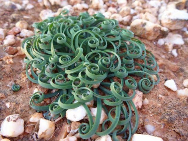 Name:  Trachyandra 1.jpg
Views: 8192
Size:  60.1 KB