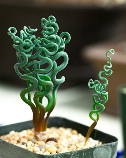 Name:  www.pinterest.com.jpg
Views: 7561
Size:  43.4 KB