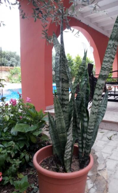 Name:  Sansevieria.jpg
Views: 2717
Size:  42.1 KB