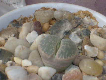 Name:  S6303005litophsS6303005.jpg
Views: 955
Size:  67.4 KB