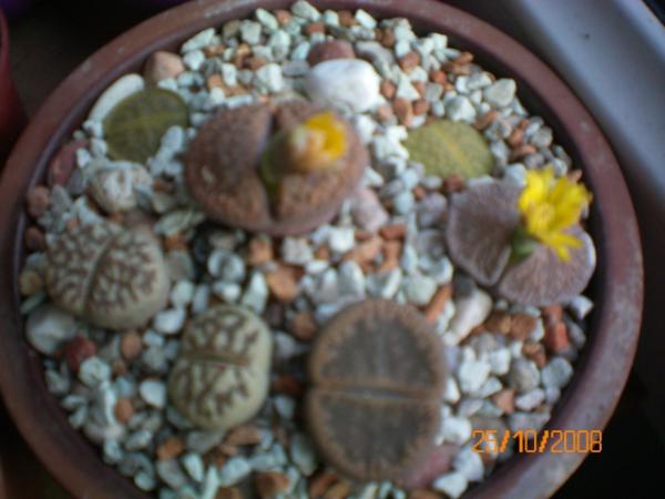 Name:  100_0110.jpg
Views: 1025
Size:  35.3 KB