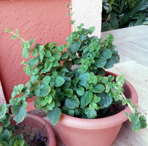 Name:  Swedish ivy.jpg
Views: 2688
Size:  67.2 KB