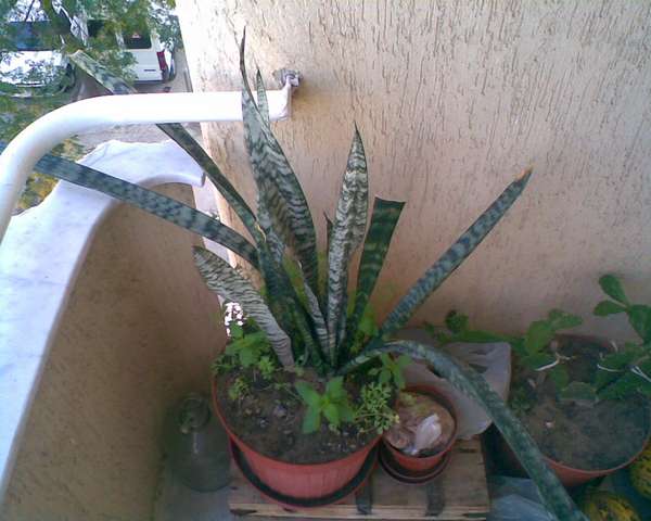 Name:  Image00009.jpg
Views: 12188
Size:  39.8 KB