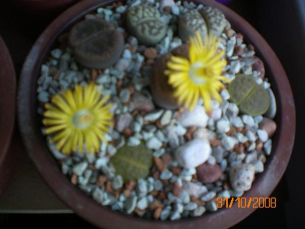 Name:  100_0010.jpg
Views: 886
Size:  32.2 KB