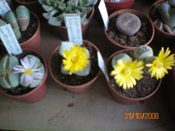 Name:  100_0012.jpg
Views: 826
Size:  32.8 KB