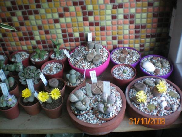 Name:  100_0013.jpg
Views: 883
Size:  52.3 KB