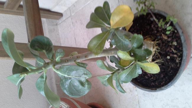 Name:  20141001_183215.jpg
Views: 1406
Size:  34.3 KB