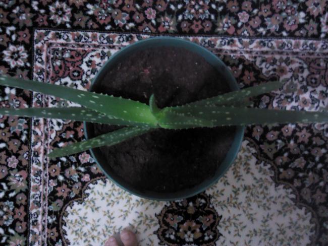 Name:  20120211194947.jpg
Views: 3560
Size:  57.4 KB