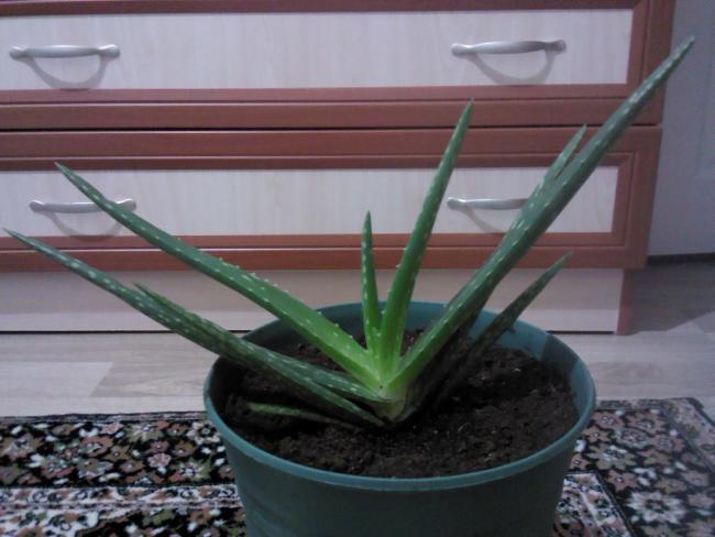 Name:  20120211195001.jpg
Views: 3501
Size:  40.1 KB