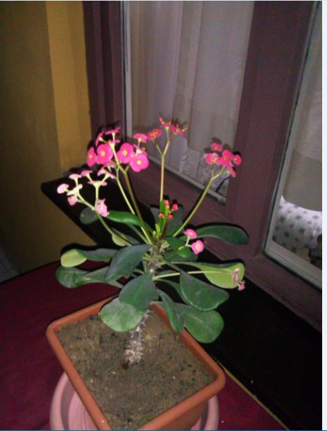 Name:  Ekran Alnts4.JPG
Views: 2465
Size:  45.9 KB