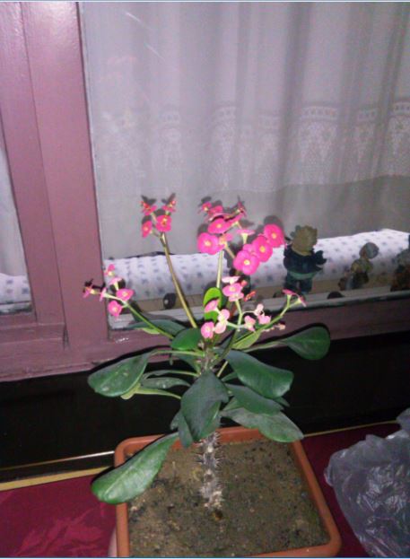 Name:  Ekran Alnts5.JPG
Views: 1921
Size:  46.5 KB
