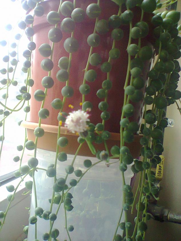 Name:  boncuklum-16.jpg
Views: 1750
Size:  70.4 KB