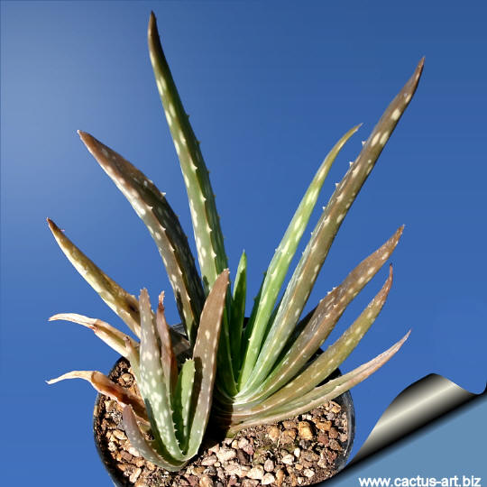 Name:  Aloe_vera_chinensis_540.jpg
Views: 10857
Size:  49.3 KB