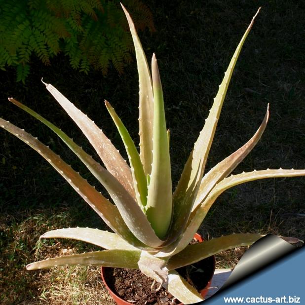 Name:  Aloe_vera_810.jpg
Views: 9698
Size:  71.1 KB