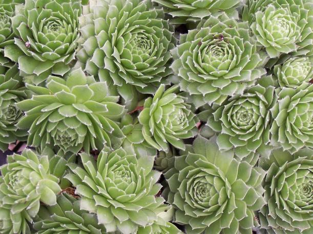 Name:  pp_sempervivum_green_wheel.jpg
Views: 1664
Size:  72.4 KB