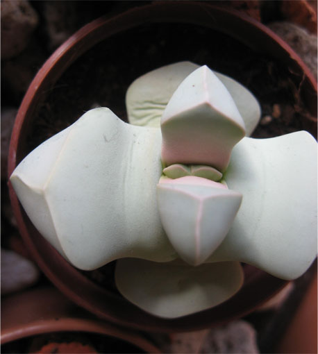 Name:  Lapidaria.jpg
Views: 905
Size:  50.2 KB
