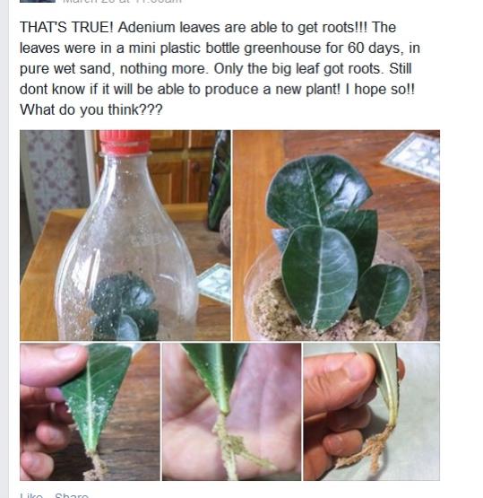 Name:  adenium yapraktan kk.jpg
Views: 1955
Size:  49.7 KB