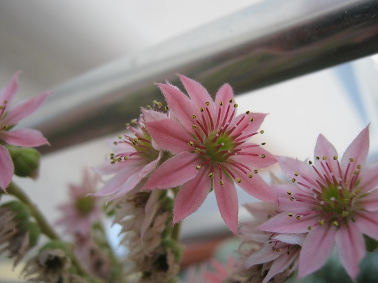 Name:  sempervivum.jpg
Views: 1482
Size:  65.4 KB