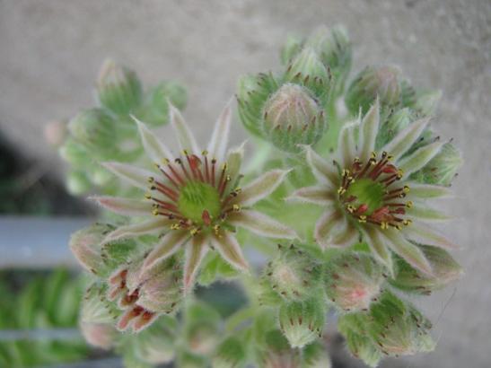 Name:  sempervivum1.jpg
Views: 1453
Size:  26.3 KB