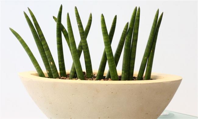 Name:  Sanseveria-cylindrica-spaghetti-detail-.jpg
Views: 36332
Size:  27.4 KB
