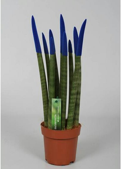 Name:  sansevieria-cylindrica-spaghetti-velvet-touchz-in-1.jpg
Views: 38407
Size:  29.2 KB
