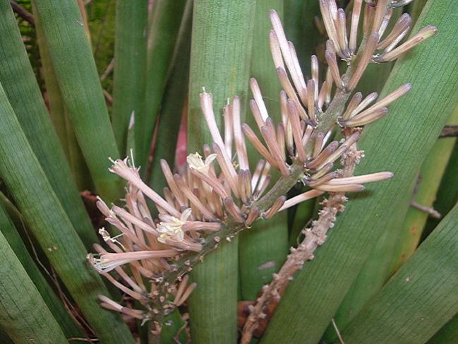 Name:  sansevieria_cylindrica02.jpg
Views: 34151
Size:  55.7 KB